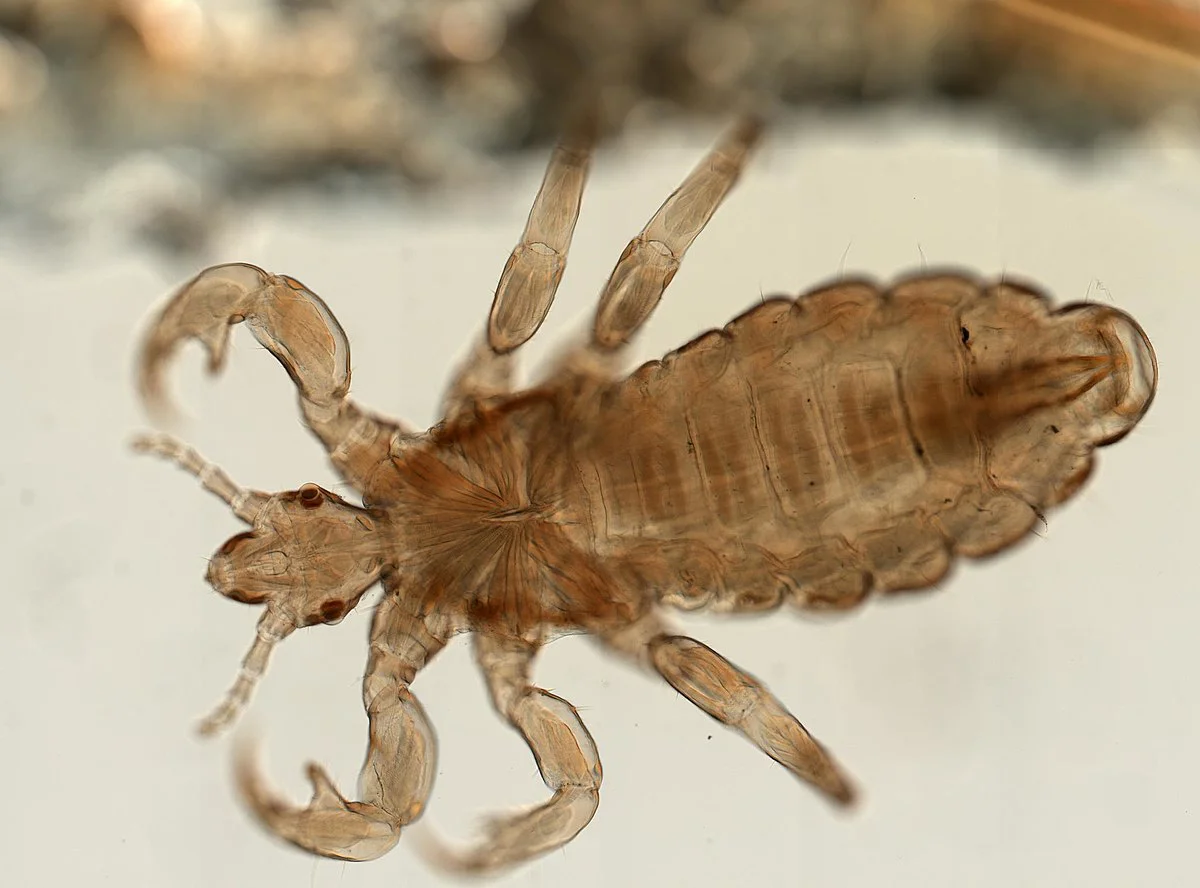 Güvercin Biti (Argas reflexus)